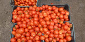 پخش تفاله گوجه فرنگی