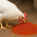 خرید پودر تفاله گوجه فرنگی برای خوراک مرغ
