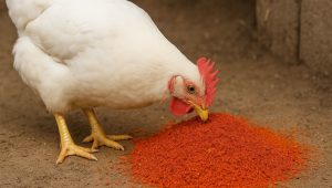 خرید پودر تفاله گوجه فرنگی برای خوراک مرغ