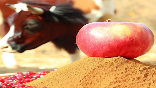 خواص تفاله سیب برای بره پرواری