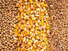 فروش تفاله ذرت برای گوسفندان