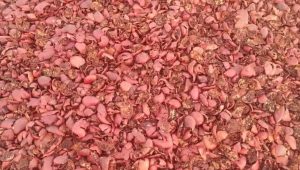 خرید تفاله انار خوراک دام