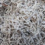 قیمت تفاله چغندر دام