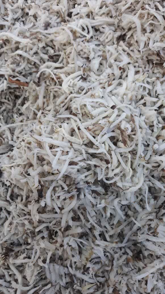قیمت تفاله چغندر دام